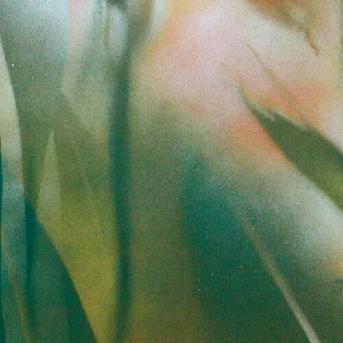 Strelitzia Trip 01